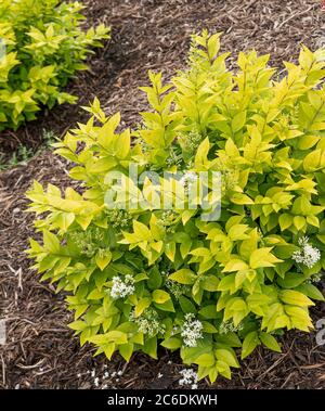 Liguster, Ligustrum GOLDEN TICKET, Privet, Ligustrum GOLDEN TICKET Banque D'Images