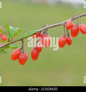 Goji-Beere, Lycium barbarum SWEET LIFEBERRY ®, baie de Goji, Lycium barbarbarum BERRY SWEET LIFE ® Banque D'Images