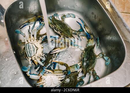 Crabes bleus vivants dans l'évier de cuisine. Banque D'Images