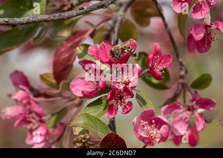 Zier-Apfel, Malus radiant, pomme ornementale, Malus Radiant Banque D'Images