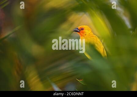 Tisserand doré de l'est - Poceus subaureus, magnifique tisserand jaune provenant de buissons et de forêts africaines, île de Zanzibar, Tanzanie. Banque D'Images