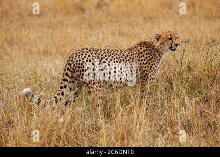 Guépard solitaire (Acinonyx jubatus). Photographié en Tanzanie Banque D'Images