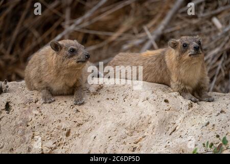 Une famille de Rock Hyrax (Procavia capensis). Photographié en Israël Banque D'Images