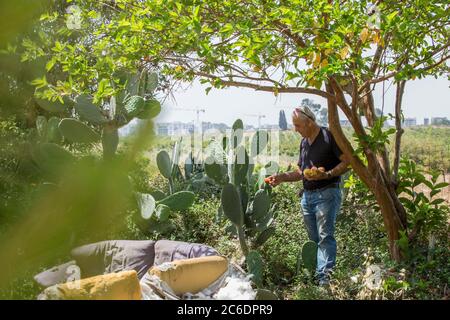 Un agriculteur israélien inspecte ses terres agricoles photographiées à Haniel [un moshav dans le centre d'Israël. Situé dans la plaine de Sharon près de Netanya et Kfar Yona], I Banque D'Images
