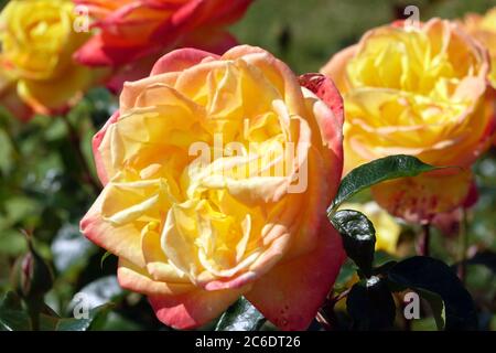 Orange Rosa 'Spectra' fleurs rose, fleurs en fleurs grandes fleurs Orange jaune mélange couleur Hybrid Tea Rose Banque D'Images