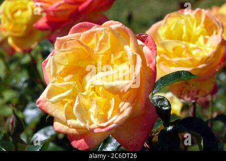 Orange Rosa 'Spectra' fleurs rose, fleurs en fleurs grandes fleurs Orange jaune mélange couleur hybride thé rose Banque D'Images