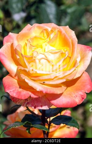 Orange Rosa Banzai 83 'meizalitaf' hybride thé portrait rose Beauté, Bloom, Rosa Spectra Banque D'Images