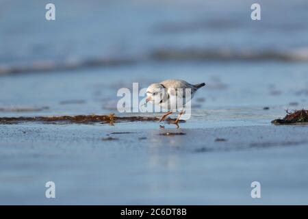 Pluvier siffleur (charadrius melodus) se faufile le long de la ligne de marée, Cherry Hill Beach, Nouvelle-Écosse, Canada, Banque D'Images