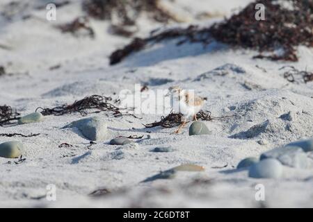 Pluvier siffleur à part récente (charadrius melodus), recherche de poussins le long de la ligne de marée, Cherry Hill Beach, Nouvelle-Écosse, Canada, Banque D'Images