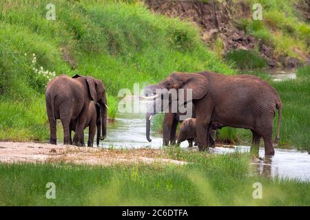 Un troupeau d'éléphants de Bush d'Afrique (Loxodonta africana) photographié dans la nature Banque D'Images