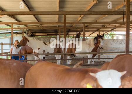 La éleveuse de chevaux féminin prend soin d'un cheval brun et blanc (Pinto). Photographié à Haniel [un moshav dans le centre d'Israël. Situé dans la Sharon, Israël Banque D'Images