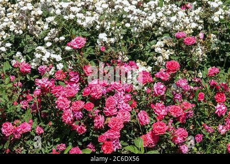 Rose blanc lit de fleurs de roses dans le jardin Banque D'Images