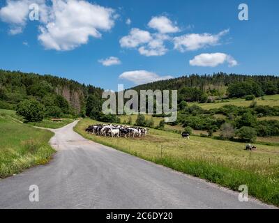 Route de terre dans la forêt de Thuringe avec un pâturage de vache Banque D'Images