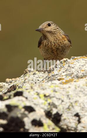 Femelle de la muguet à queue de rufous avec la première lumière du jour sur une roche dans leur territoire de reproduction Banque D'Images