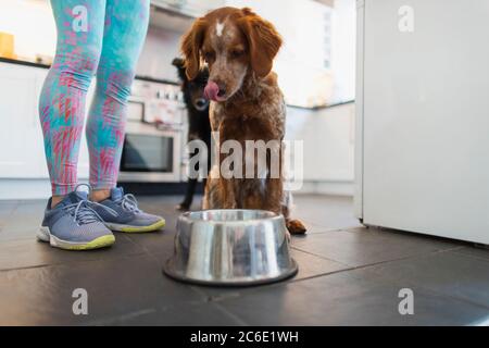 Femme nourrissant des chiens dans la cuisine Banque D'Images