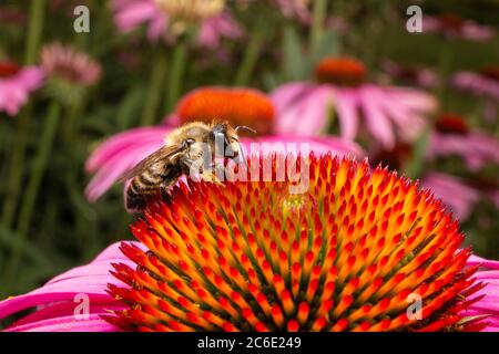L'abeille recueille le pollen sur la fleur rose. Macro gros plan de l'abeille collectant le nectar pour le miel. Banque D'Images