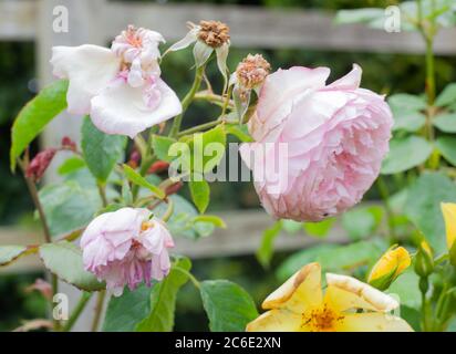 Plantes et jardins - VUE sur le moulin sur la rose de FLOSS dans un jardin britannique Banque D'Images