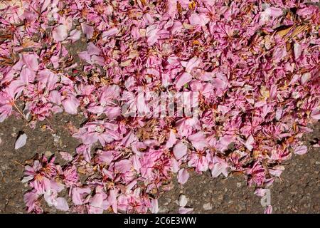 Pétales de fleurs de cerisier roses tombés sur la route pavée pour le fond Banque D'Images