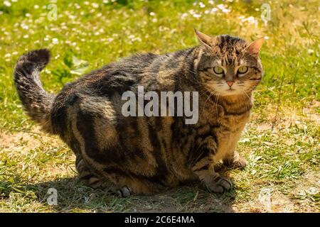 Un chat gras debout dans le jardin, animal drôle Banque D'Images