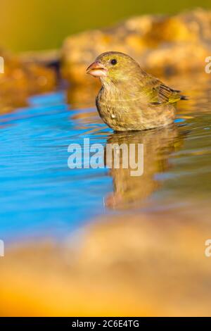 Femelle Greenfinch, Carduelis chloris, Forest Pond, Spanish Forest, Castille et Leon, Espagne, Europe Banque D'Images