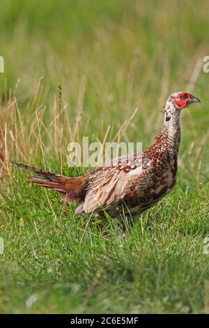 PHÉASANT (Phasianus colchicus), jeune homme muant dans un plumage adulte, Écosse, Royaume-Uni. Banque D'Images