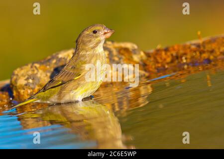 Femelle Greenfinch, Carduelis chloris, Forest Pond, Spanish Forest, Castille et Leon, Espagne, Europe Banque D'Images