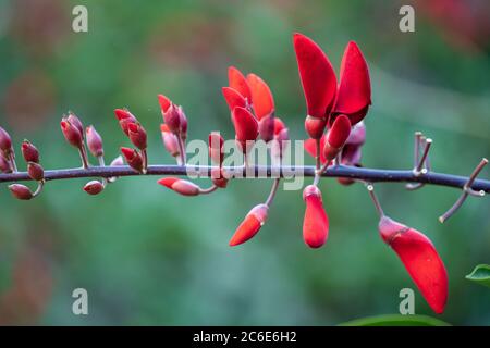 Arbre coloré d'été avec des fleurs tropicales rouges dans le jardin du Vietnam, gros plan Banque D'Images