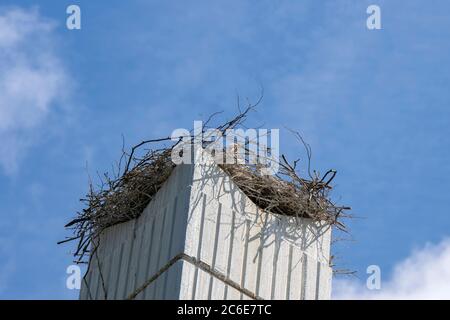 Gros plan d'UN Nest of A Stork à Amsterdam, pays-Bas 27-5-2020 Banque D'Images
