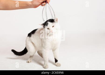 Masser La Tete Et La Nuque Du Chat Technique De Massage Photo Stock Alamy