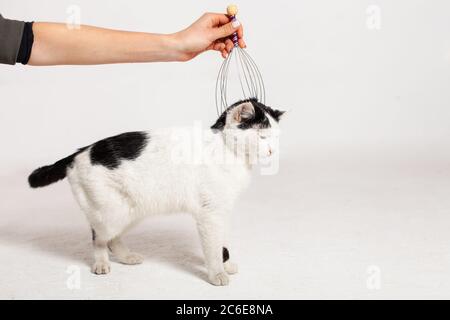 Masser La Tete Et La Nuque Du Chat Technique De Massage Photo Stock Alamy