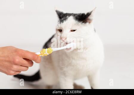 Le chat noir et blanc avec les yeux jaunes se brossent les dents. Soin des animaux, brossage des animaux. Banque D'Images