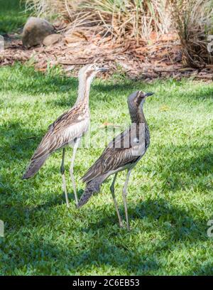 Deux buissons en pierre-curleew terre qui habitent des oiseaux marchant sur la zone de l'herbe dans le territoire du NT de l'Australie Banque D'Images