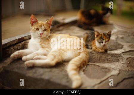 Le chat blanc au gingembre et le chaton tricolore se reposent dans un jardin d'été. Banque D'Images