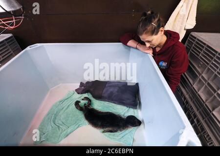 Melanie Croce, directrice exécutive de Seal Rescue Ireland, observe un pup de phoques communs orphelins d'une semaine, appelé 'Andromma', avec un 'Wetsuit Mamma' dans les locaux de Courtown, Co. Wexford. L'organisme caritatif qui sauve, réhabilite et libère des phoques indigènes trouvés malades, blessés ou orphelins de toute la côte irlandaise utilise des combinaisons de plongée ou des « Mammas de combinaison » pour offrir un confort aux petits sauvés. Banque D'Images