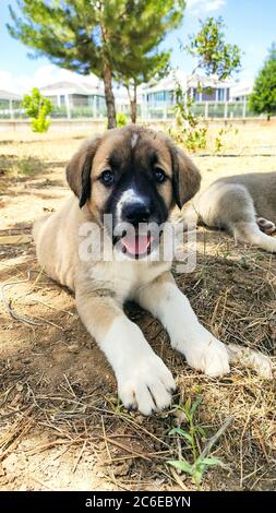 Chiot, chien de berger anatolien. Gros plan portrait…chien de berger anatolienne puppie jouant dans le jardin. Banque D'Images
