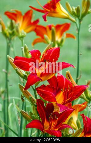 Rouge jour Hemérocallis ANZAC jour juillet fleurs de jardin, jardin de daylis Banque D'Images