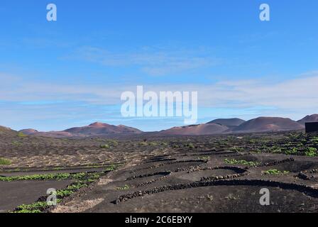 Paysage avec les célèbres vignobles de la Geria sur le sol volcanique de l'île de Lanzarote. Espagne Banque D'Images