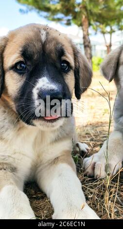 Chiot, chien de berger anatolien. Gros plan portrait…chien de berger anatolienne puppie jouant dans le jardin. Banque D'Images