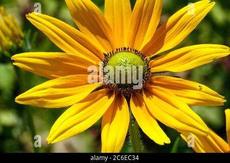 Rudbeckia hirta 'yeux irlandais' jaune fleur vert plante centrale Banque D'Images