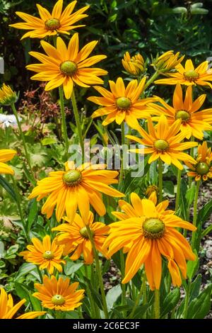 Rudbeckia hirta 'yeux irlandais' Rudbeckias Banque D'Images