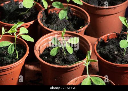 Pois doux poussant dans des pots de fleurs en plastique en serre, Chipping, Preston, Lancashire, Angleterre, Royaume-Uni. Banque D'Images