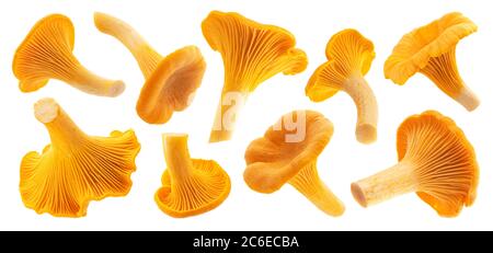 Chanterelles fraîches isolées sur fond blanc Banque D'Images