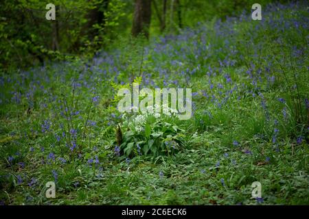 Ail sauvage et cloches dans les bois près de Clitheroe, Lancashire. Banque D'Images