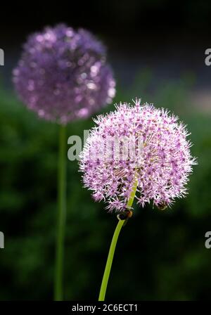 Purple allium, Chipping, Preston, Lancashire, Angleterre, Nord-Ouest, Royaume-Uni Banque D'Images