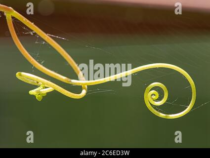 Tendres de vigne en serre, Chipping, Preston, Lancashire, Angleterre, Nord-Ouest, Royaume-Uni. Banque D'Images