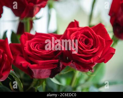 Garden rose, Chipping, Preston, Lancashire, Angleterre, Royaume-Uni. Banque D'Images