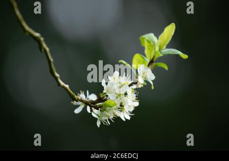 Prune chinoise en fleur dans un jardin, Chipping, Preston, Lancashire. ROYAUME-UNI. Banque D'Images