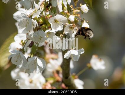 Bumblebee et fleur de cerisier sauvage, Chipping, Preston, Lancashire, Royaume-Uni Banque D'Images