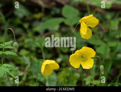 Islande coquelicot, Chipping, Preston, Lancashire, Royaume-Uni Banque D'Images