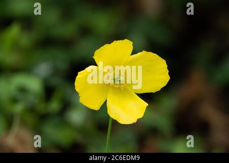 Islande coquelicot, Chipping, Preston, Lancashire, Royaume-Uni Banque D'Images